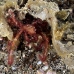 crab_decorator_ta_hsb_r_h_0426_kom5415.jpg